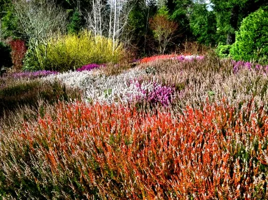 Pacific Landscaping Logo