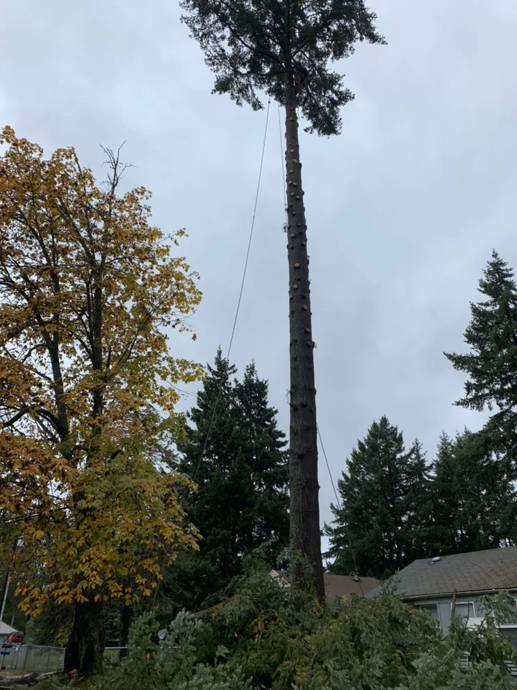 Expert outdoor landscaping in Tacoma, WA - Pacific Landscaping