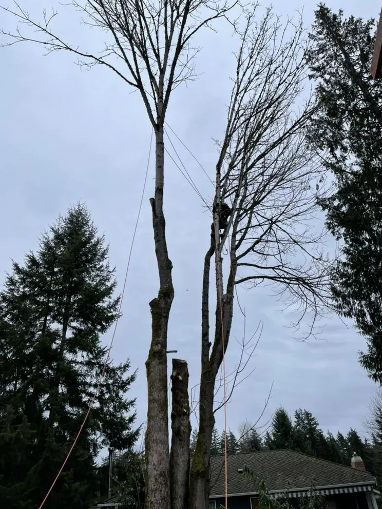 Reliable residential landscaping in Tacoma, WA - Pacific Landscaping