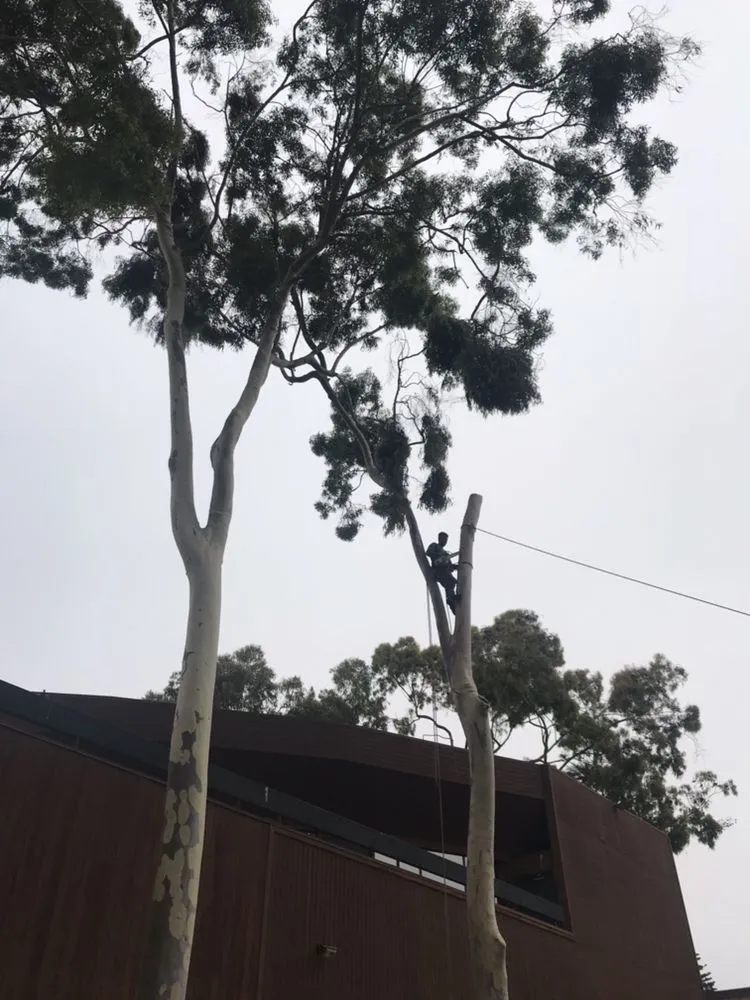 Reliable lawn mowing service experts serving Camarillo, CA - Pacific Lawn Care