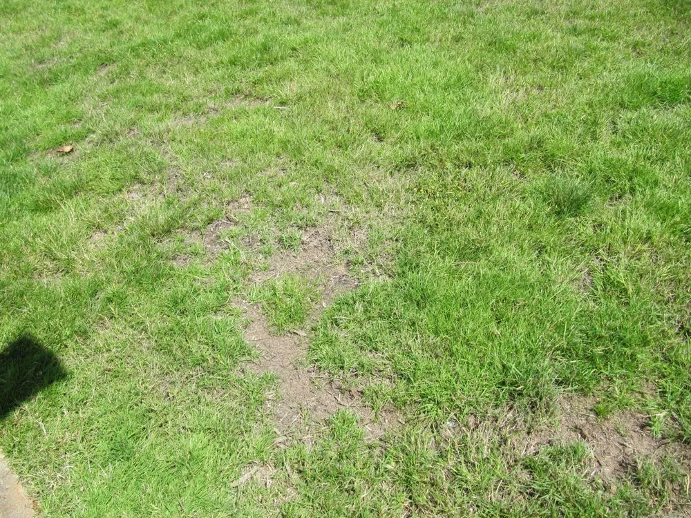 Professional lawn care service experts serving Issaquah, WA - Pacific Lawn Care Services