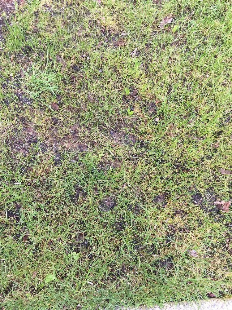 Trusted landscaping services in Issaquah, WA - Pacific Lawn Care Services