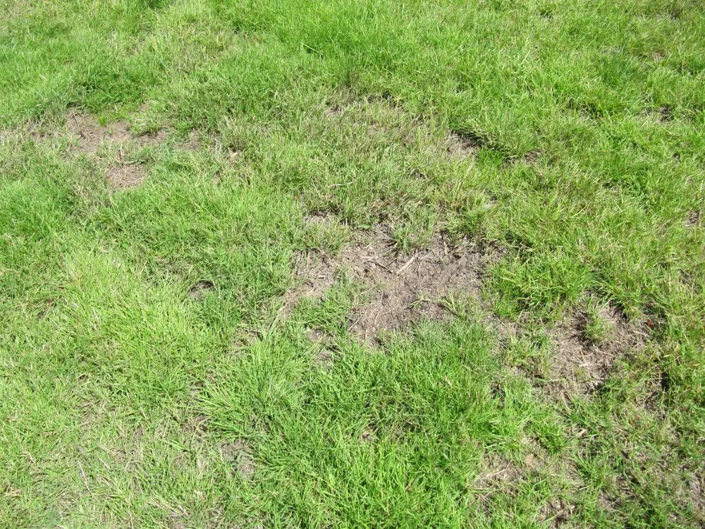 Custom residential landscaping for year-round maintenance in Issaquah, WA by Pacific Lawn Care Services