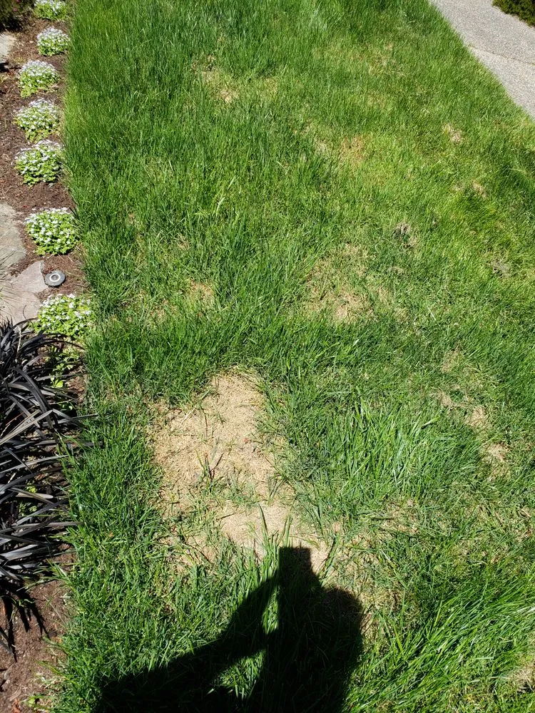 Top-rated outdoor landscaping for homes across Issaquah, WA - Pacific Lawn Care Services