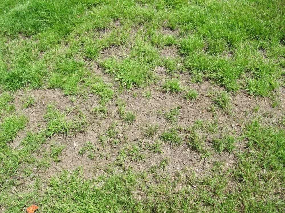 Custom landscaping services experts serving Issaquah, WA - Pacific Lawn Care Services