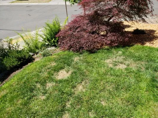 Pacific Lawn Care Services