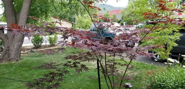 Pacific Northwest Gardens