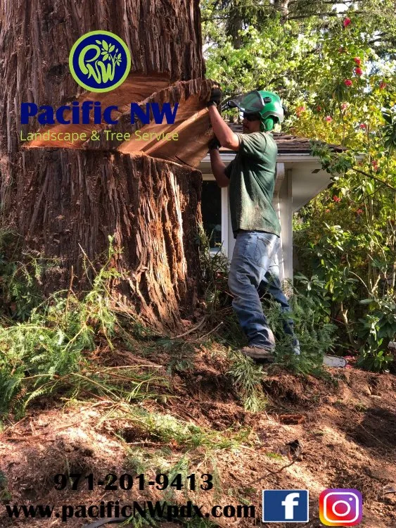 Professional landscape design in Portland, OR - pacific NW Landcape & Tree Services