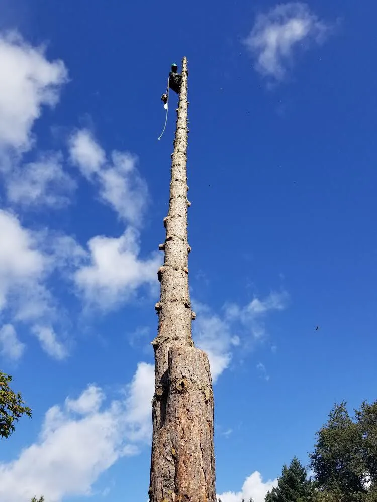 Reliable lawn care service experts serving Portland, OR - pacific NW Landcape & Tree Services