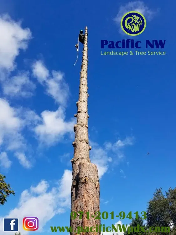 Local outdoor landscaping in Portland, OR by pacific NW Landcape & Tree Services