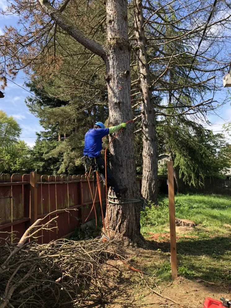 Trusted lawn mowing service near you in Portland, OR by pacific NW Landcape & Tree Services