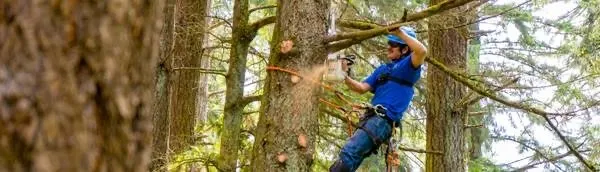 Affordable landscape installation near you across Portland, OR - pacific NW Landcape & Tree Services