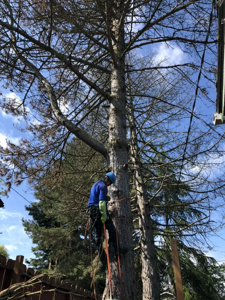 Professional lawn care service experts serving Portland, OR - pacific NW Landcape & Tree Services