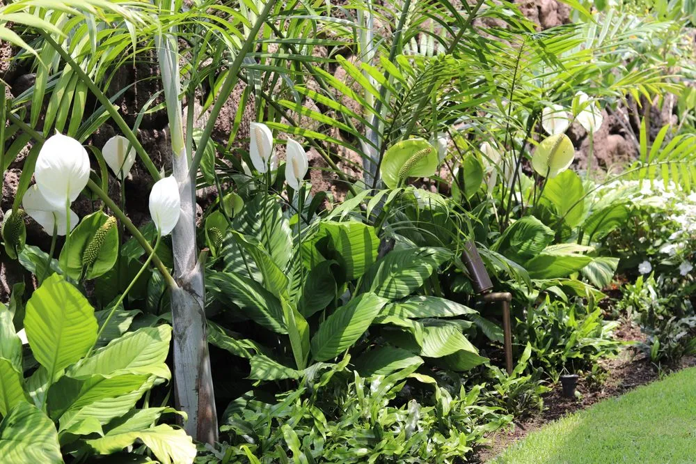 Trusted lawn mowing service in Honolulu, HI - Pacific Outdoor Living