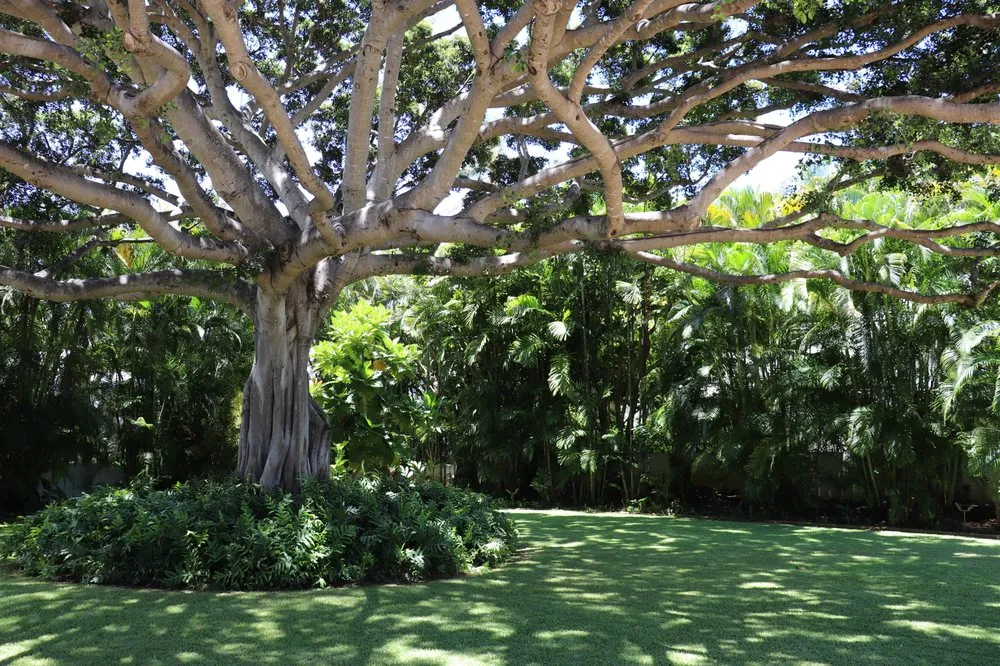 Professional yard maintenance in Honolulu, HI by Pacific Outdoor Living