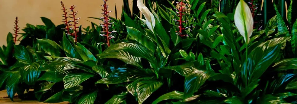 Expert landscape installation near you across Venice, CA - Pacific Plants