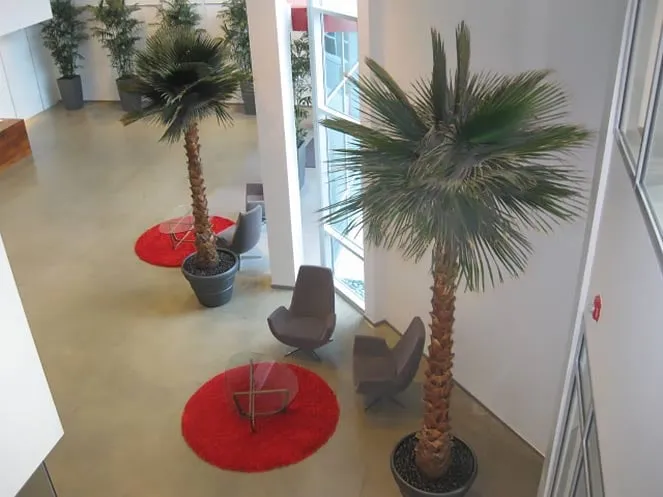Trusted residential landscaping for year-round maintenance in Venice, CA by Pacific Plants