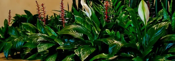 Pacific Plants Logo