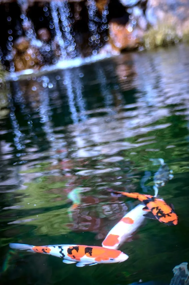 Expert garden landscaping for year-round maintenance across Martinez, CA - Pacific Pond & Waterfall