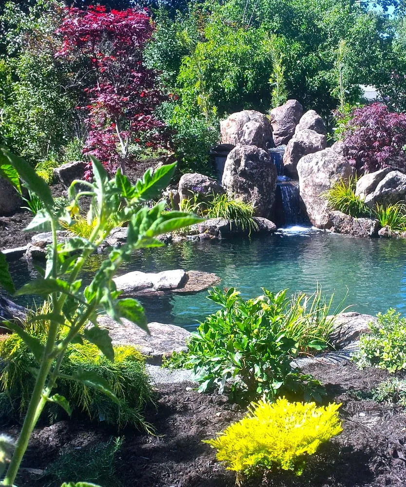 Local lawn care service in Martinez, CA - Pacific Pond & Waterfall