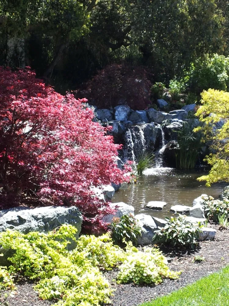 Custom yard cleanup service near you across Martinez, CA - Pacific Pond & Waterfall