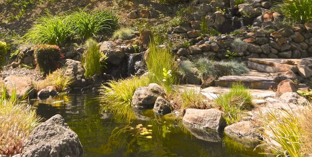 Local yard cleanup service with custom design in Martinez, CA by Pacific Pond & Waterfall