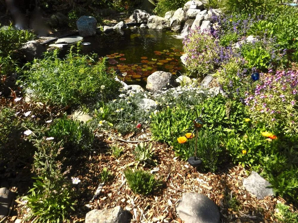 Affordable yard maintenance with custom design in Martinez, CA by Pacific Pond & Waterfall