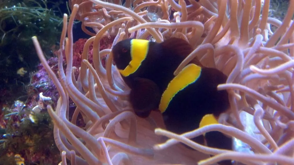 Local lawn mowing service experts serving North Hills, CA - Pacific Pond and Aquarium