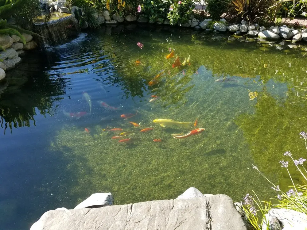 Reliable lawn care service in North Hills, CA by Pacific Pond and Aquarium