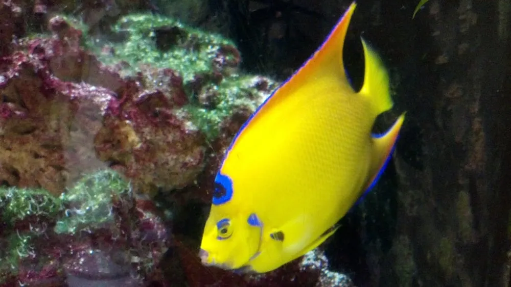 Custom garden landscaping in North Hills, CA - Pacific Pond and Aquarium