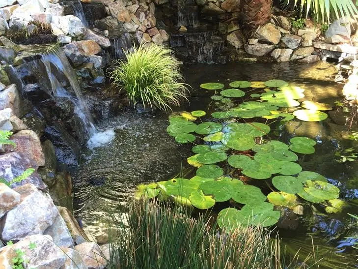 Affordable yard cleanup service experts serving La Mesa, CA - Pacific Ponds