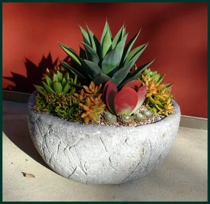 Pacific Succulents Logo