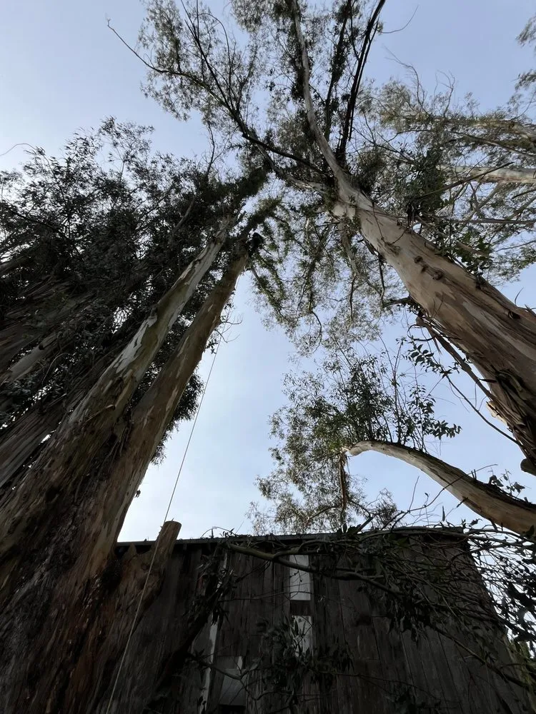 Expert lawn care service with custom design across Alameda, CA - Pacific West Concrete