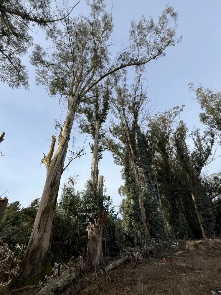 Professional yard maintenance for homes in Alameda, CA by Pacific West Concrete