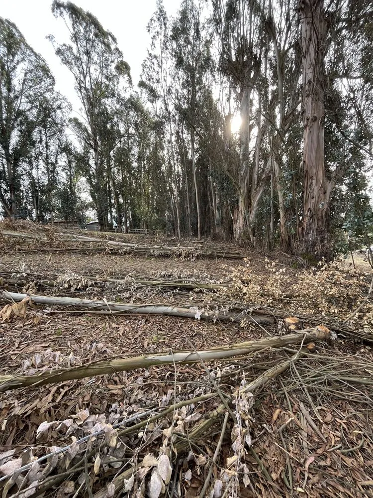 Top-rated residential landscaping experts serving Alameda, CA - Pacific West Concrete