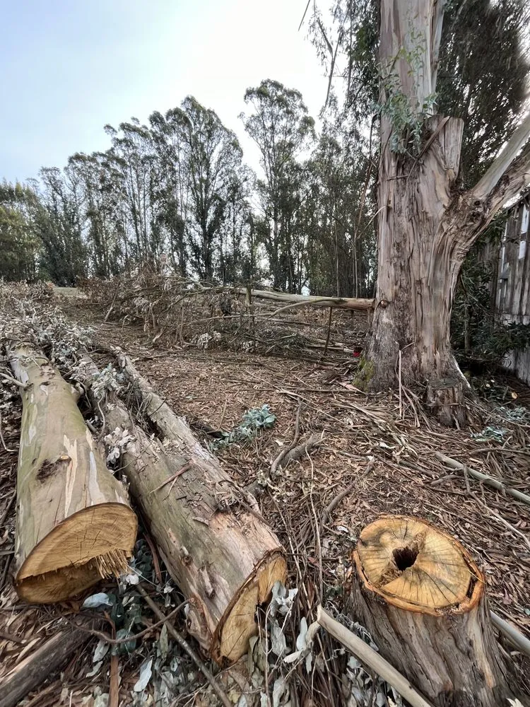 Affordable outdoor landscaping for beautiful yards in Alameda, CA by Pacific West Concrete