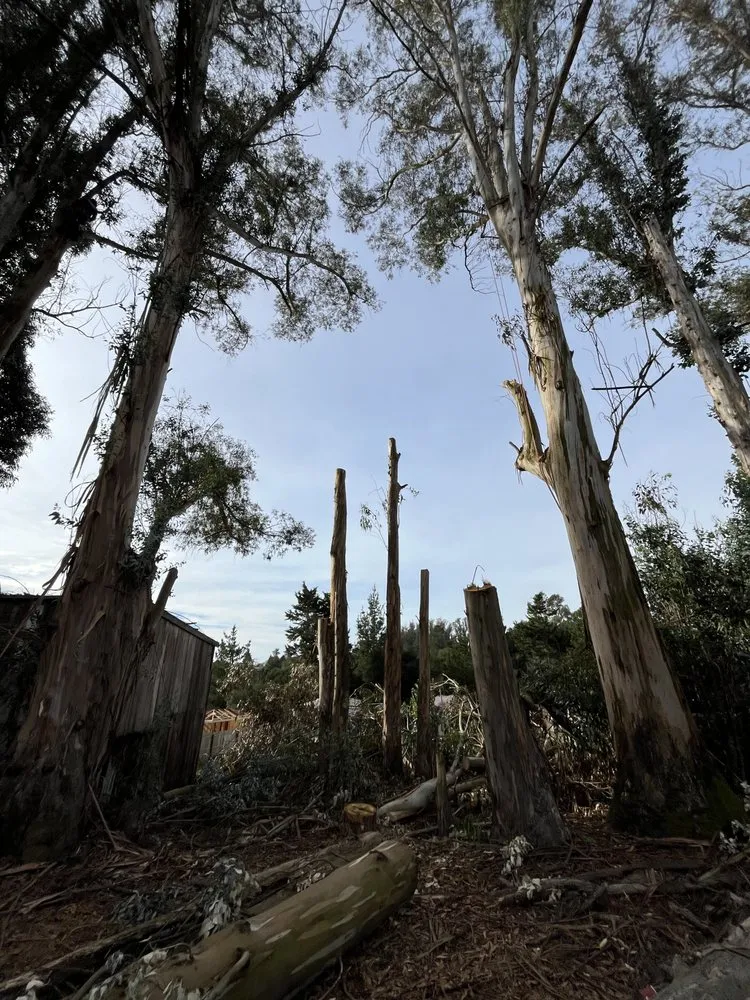 Professional landscaping services for beautiful yards across Alameda, CA - Pacific West Concrete