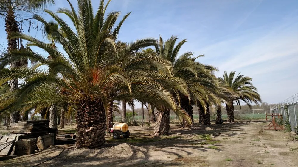 Affordable landscaping services in Visalia, CA by Pacific West Tree Company