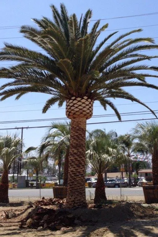 Affordable residential landscaping in Visalia, CA - Pacific West Tree Company