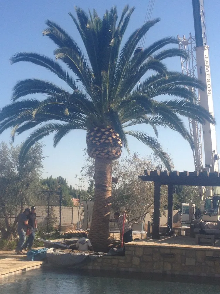 Professional yard cleanup service for residential properties across Visalia, CA - Pacific West Tree Company