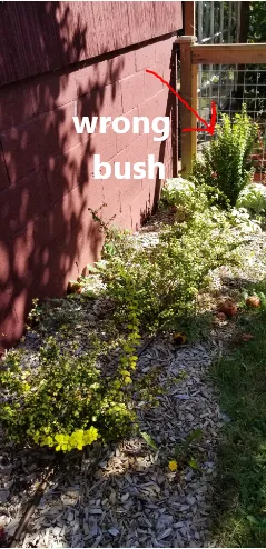 Local garden landscaping in Seattle, WA - Pacifica Landscapes