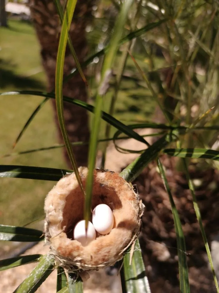 Expert lawn mowing service experts serving Perris, CA - Pacifico Landscape