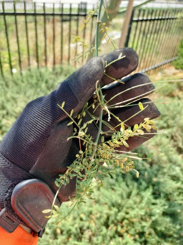 Custom lawn care service for outdoor upgrades in Perris, CA by Pacifico Landscape