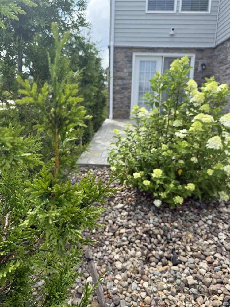 Trusted yard cleanup service in Flemington, WV by Packard Landscape
