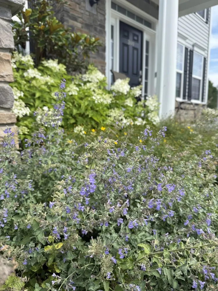 Local landscape design in Flemington, WV - Packard Landscape