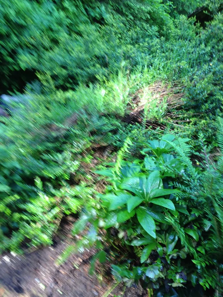 Affordable garden landscaping for year-round maintenance in Vashon, WA by Paco's Landscaping