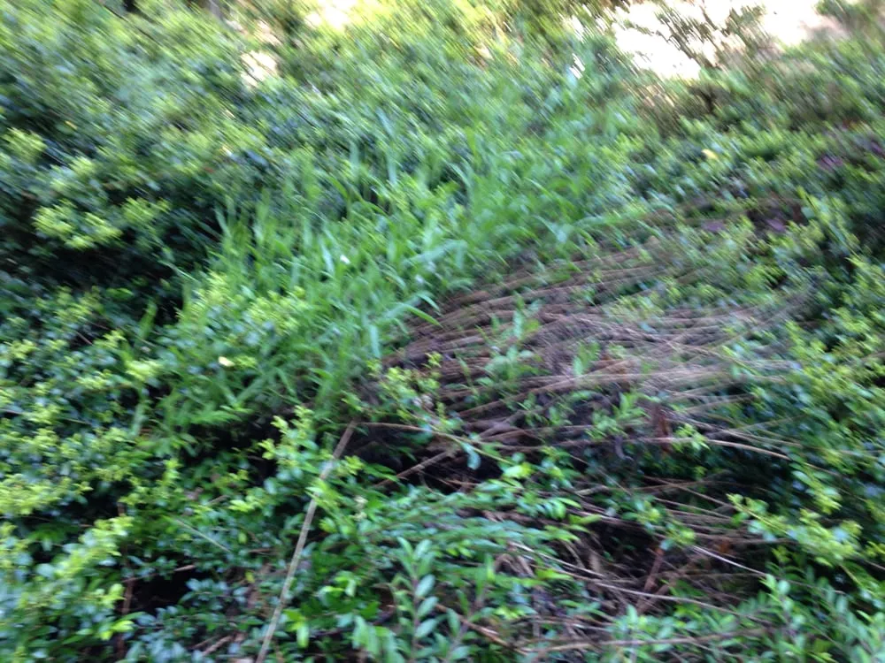 Local lawn care service in Vashon, WA by Paco's Landscaping