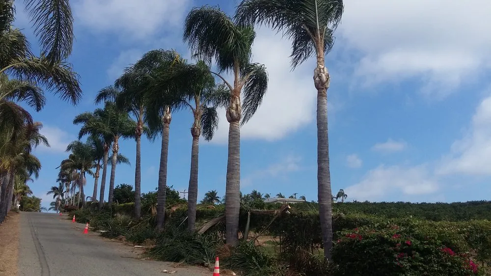 Affordable outdoor landscaping experts serving Vista, CA - Paco's Professional Gardening