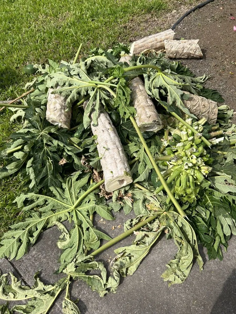 Affordable landscaping services near you across Mountain View, HI - Padamadas landscaping