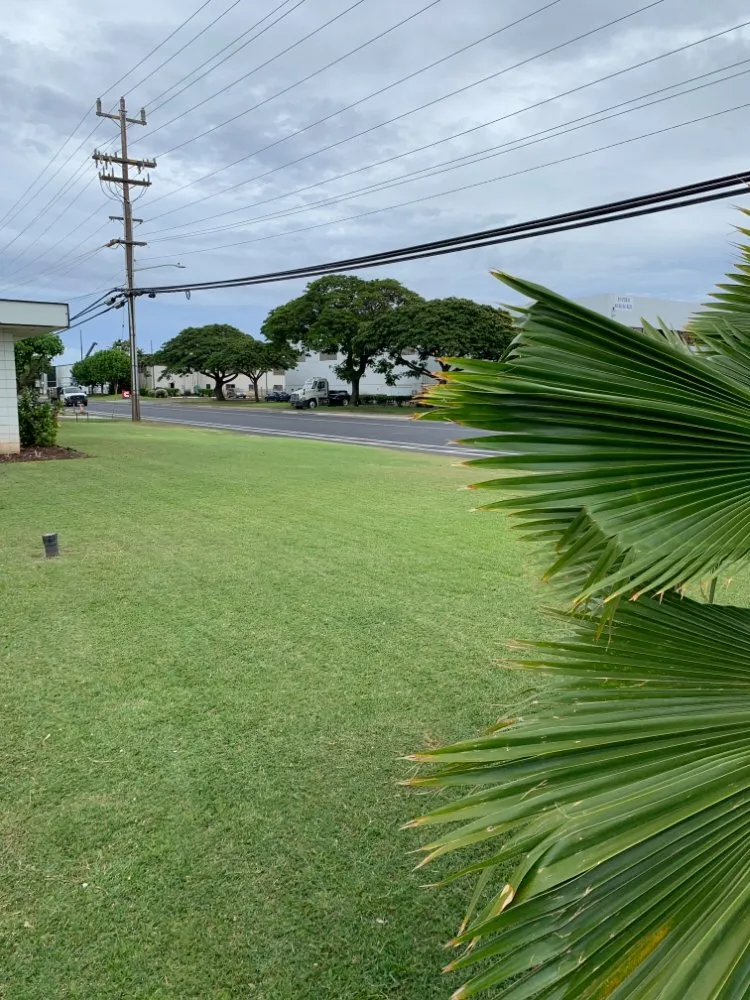 Custom residential landscaping for beautiful yards across Pahoa, HI - Padamada’s Landscaping